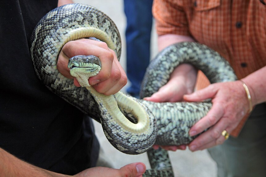 A carpet python has a lump in its stomach examined