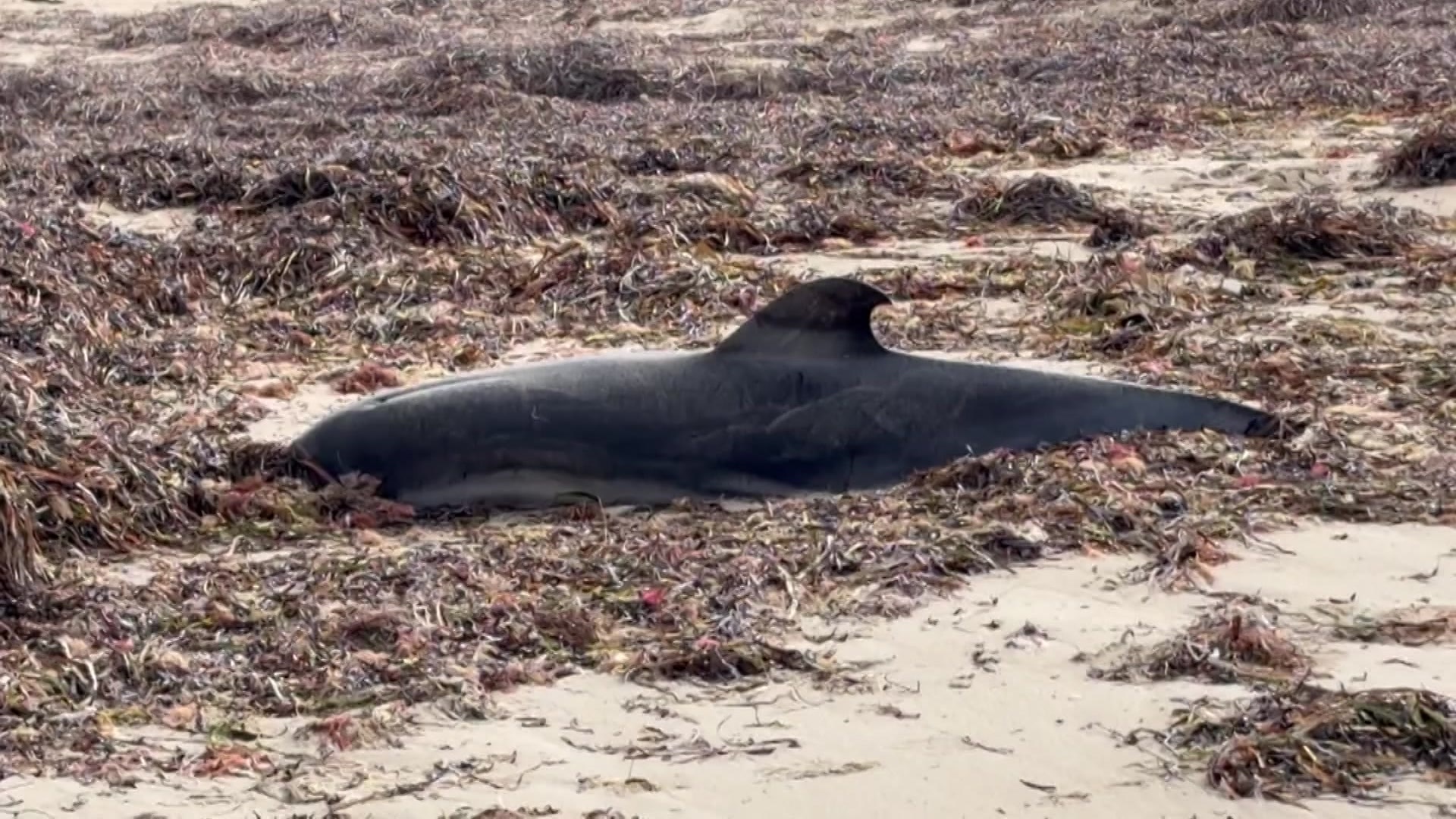 Dead dolphin tests positive for H5 bird flu
