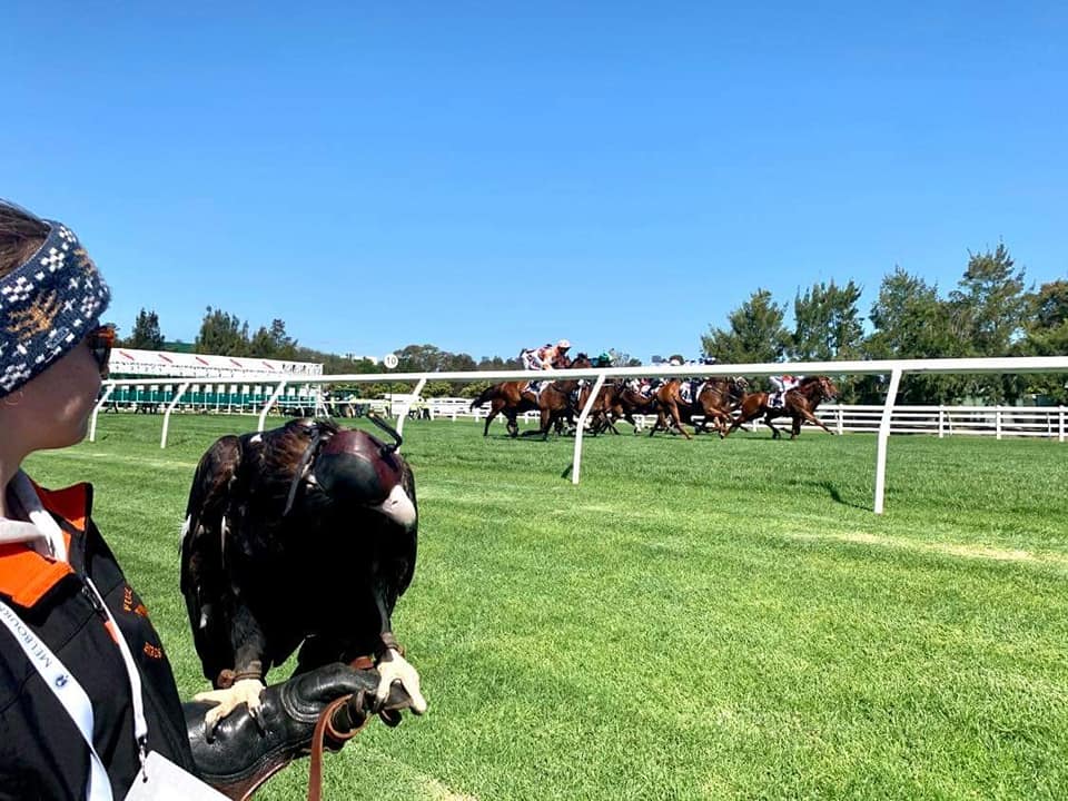 an eagle with hood on rests on womans arm at thoroughbred racetrack with horses galloping past
