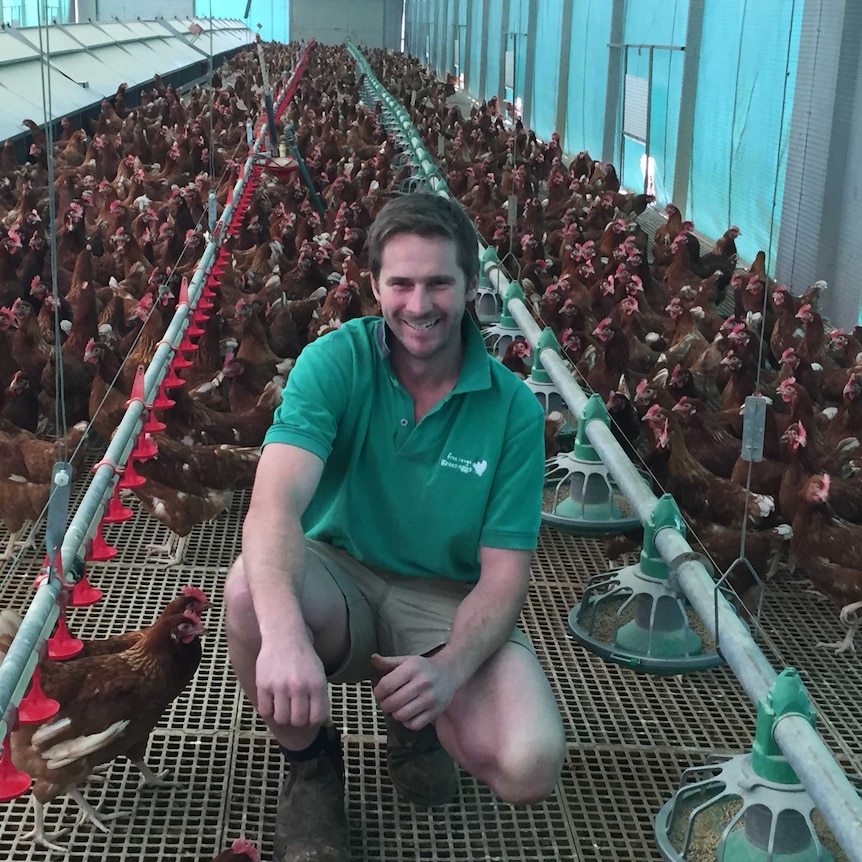 Lachie Green, of Green Eggs, uses a stocking rate of between nine and 10 birds per square metre.