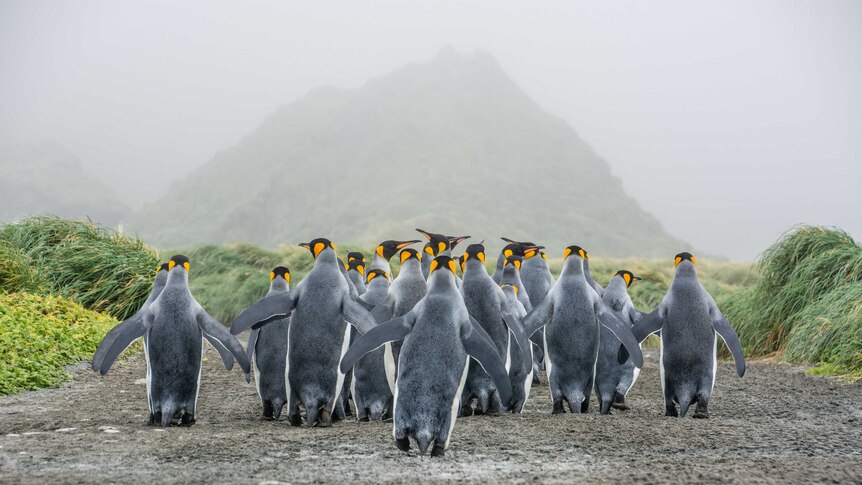 Antarctic photographic exhibition - Macquarie Island 2