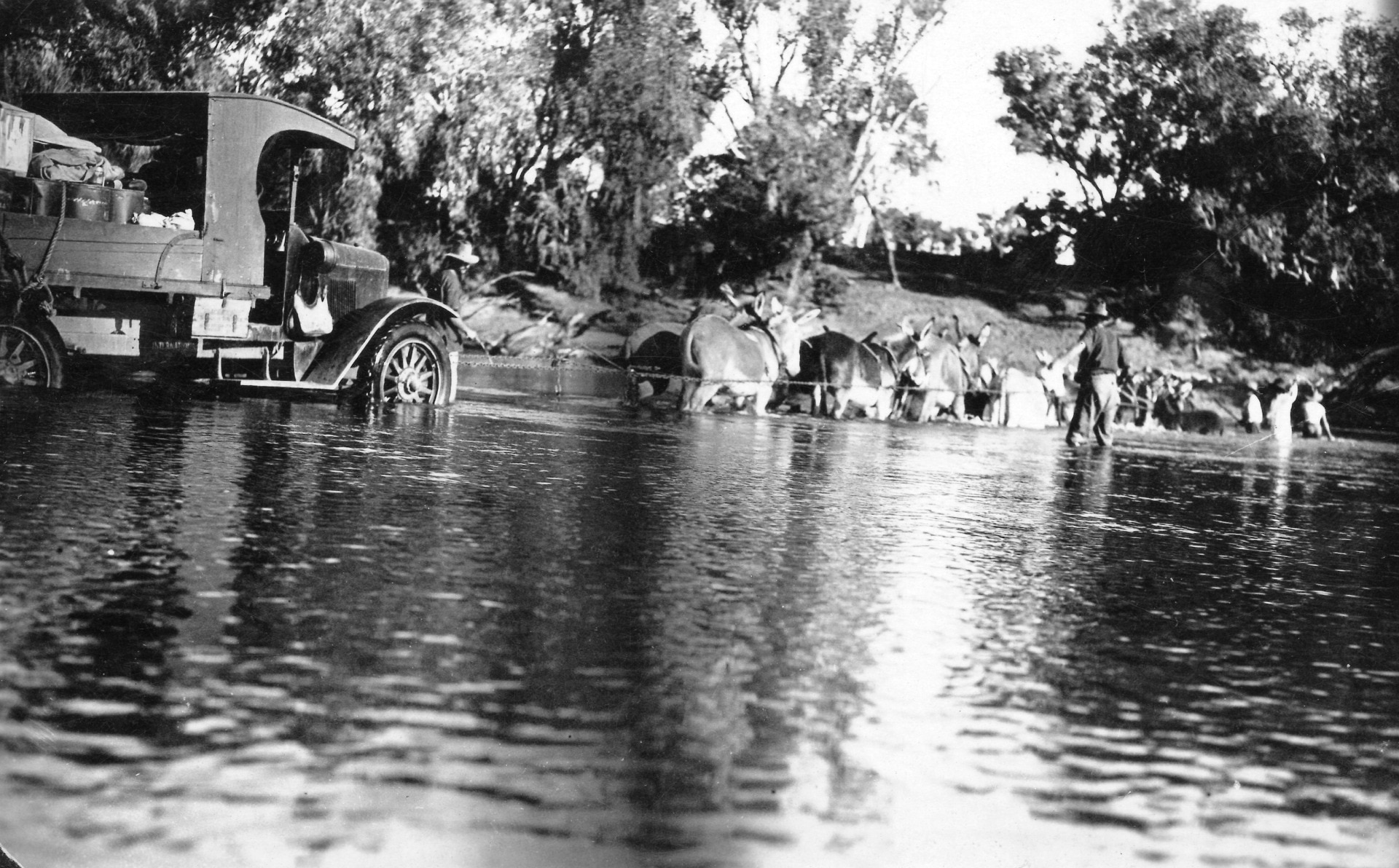 Donkeys pull a car up to its wheels in water