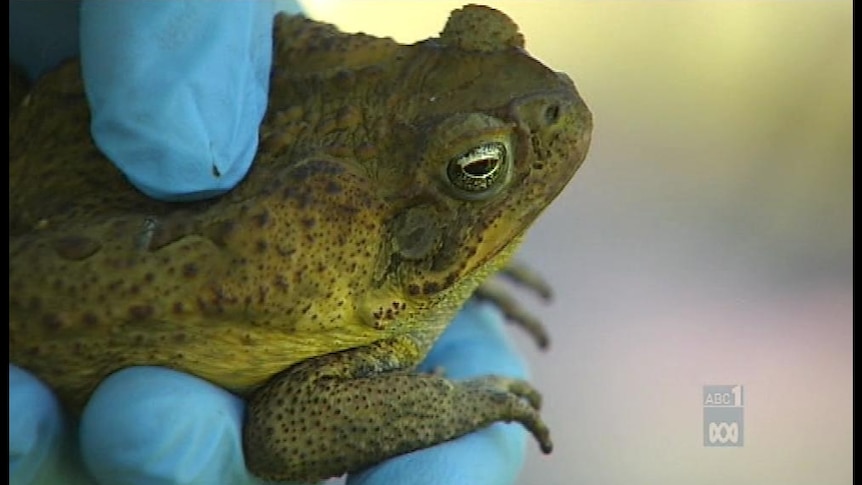 Cane toad alert for the Great Lakes