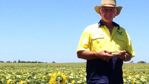 Farmer John Lush amongst his sunflower crop