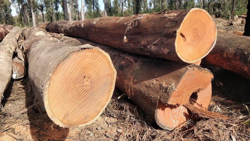 Logs on the ground in a burnt forest.