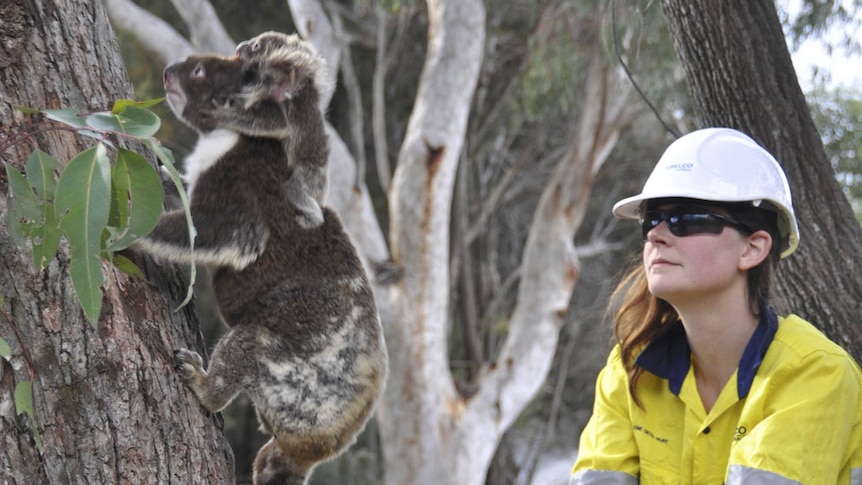 Koalas which survived Stradbroke Islands bushfires