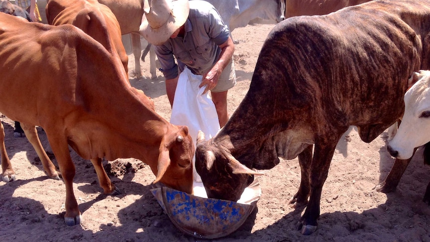 Salt lick being fed to cattle in the Northern Territory