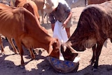 Rohan Sullivan distributes lick to cattle on at Cave Creek Station.