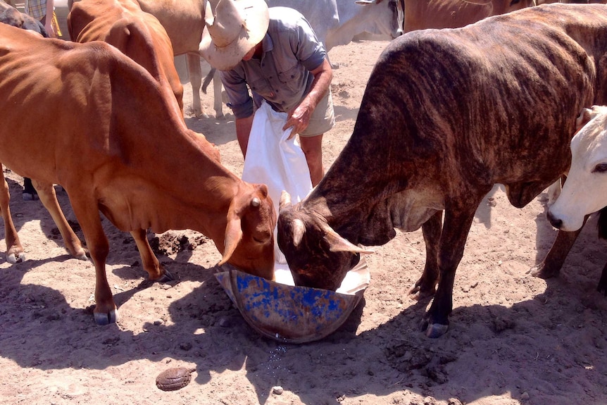 Rohan Sullivan distributes lick to cattle on at Cave Creek Station.