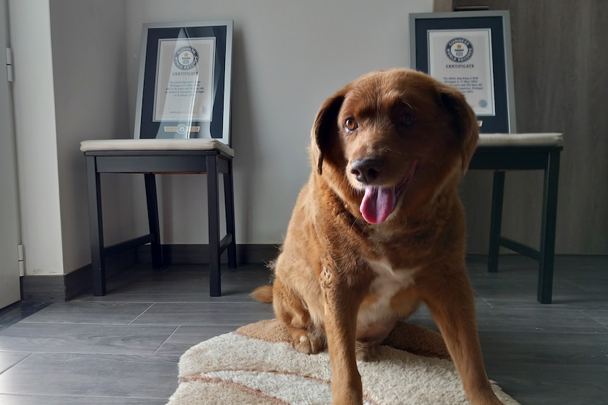 Bobi sits on a rug in front of two guiness world record frames