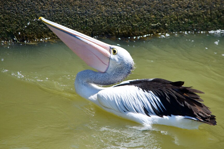 A large pelican paddling in the water