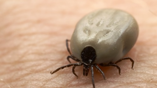 An engorged adult tick after feeding
