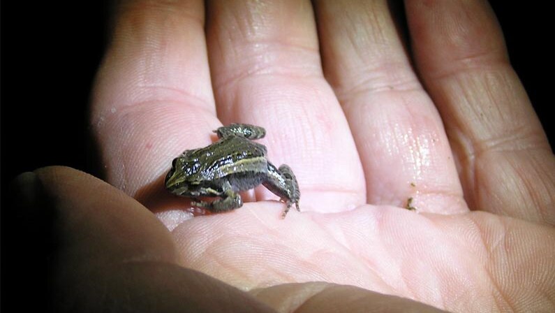 The plains froglet is one of the nine common species found in the ACT region.