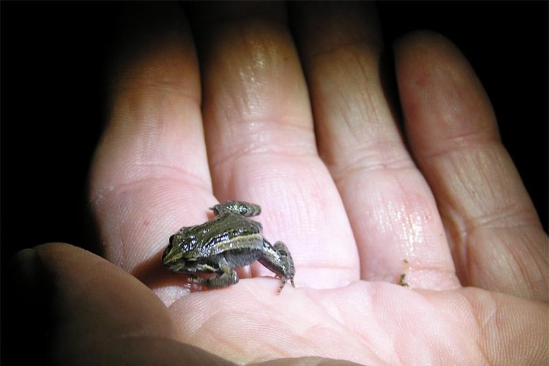 The plains froglet is one of the nine common species found in the ACT region.