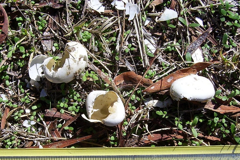 Turtle eggs cracked by a predator at a nest