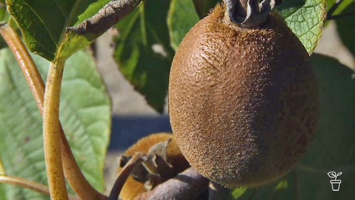 Kiwi fruit growing on the vine