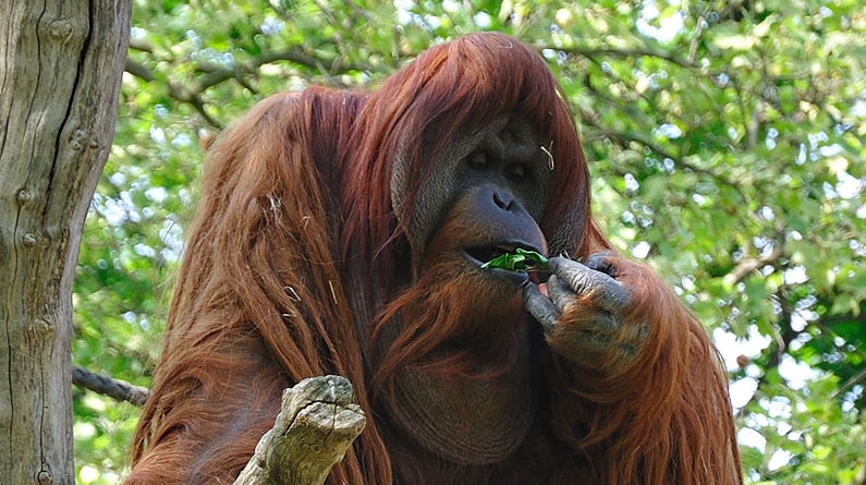 An orangutan sitting in a tree eating leaves