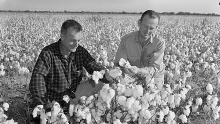 Two men looking at cotton in a field