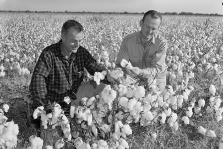 Two men looking at cotton in a field
