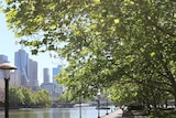 London Plane Trees along the Yarra River in Southbank on a clear, sunny day.
