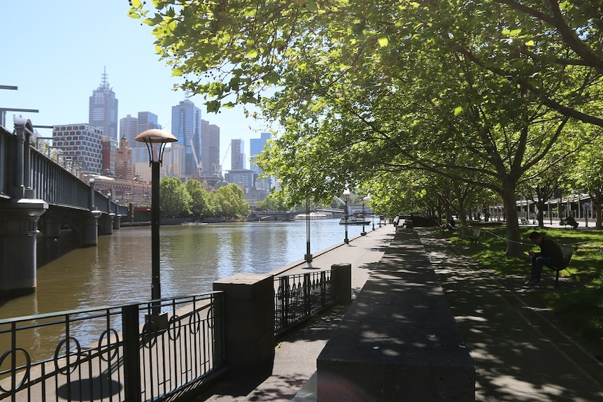 London Plane Trees along the Yarra River in Southbank on a clear, sunny day.