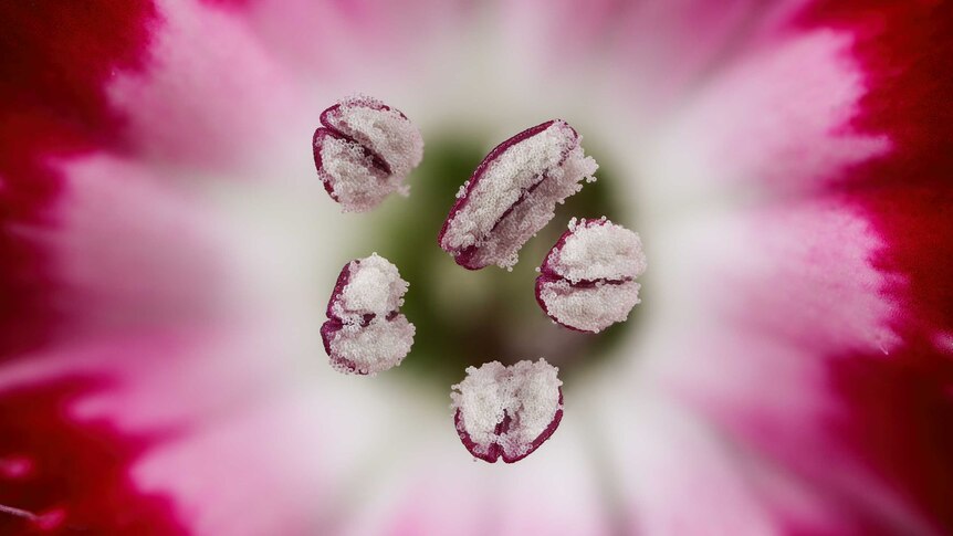 A close up of a pink flower, with the centre in focus and the pink petals blurred slightly.