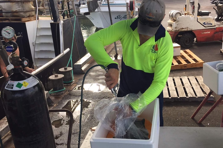 Wayne Di Bartolo pumps oxygen from a cylinder into a bag of water and tiger prawns