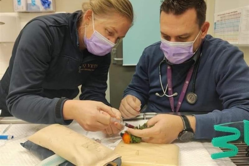 Vets take blood from a bird.