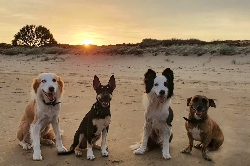 Four dogs sit in a line on a beach as the sun sets behind them.