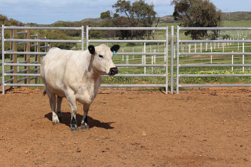 A cream-coloured cow stands on dirt in a metal-fenced pen with trees in the background.