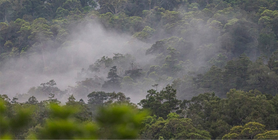 misty clouds over a rainforest