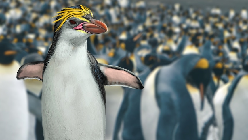 Illustrated Royal Penguin with king penguins blurred in the background.