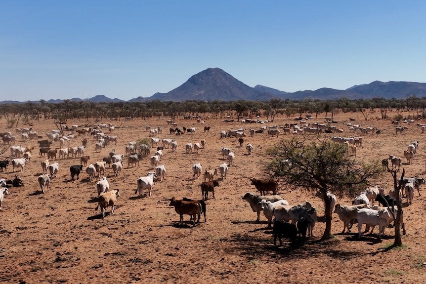 image of cattle on a desert landscape