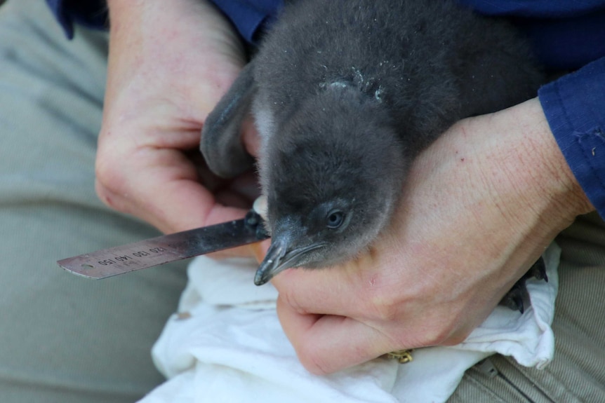 A penguin chick is measured before it is microchipped.