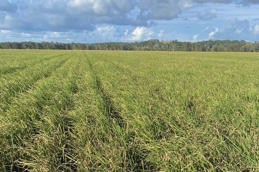 Rice crop affected by rice blast