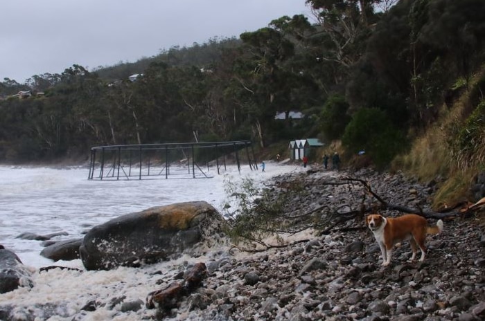 Huon Aquaculture salmon enclosure washed up on Hinsby Beach, Taroona, 11 May 2018.