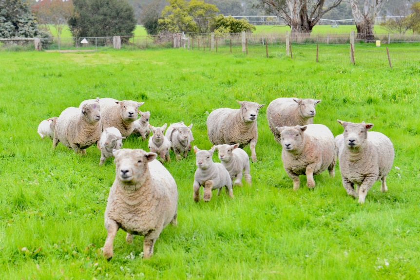 Some babydoll sheep and lambs graze in pastures at Dee Nolan's property near Naracoorte, South Australia.
