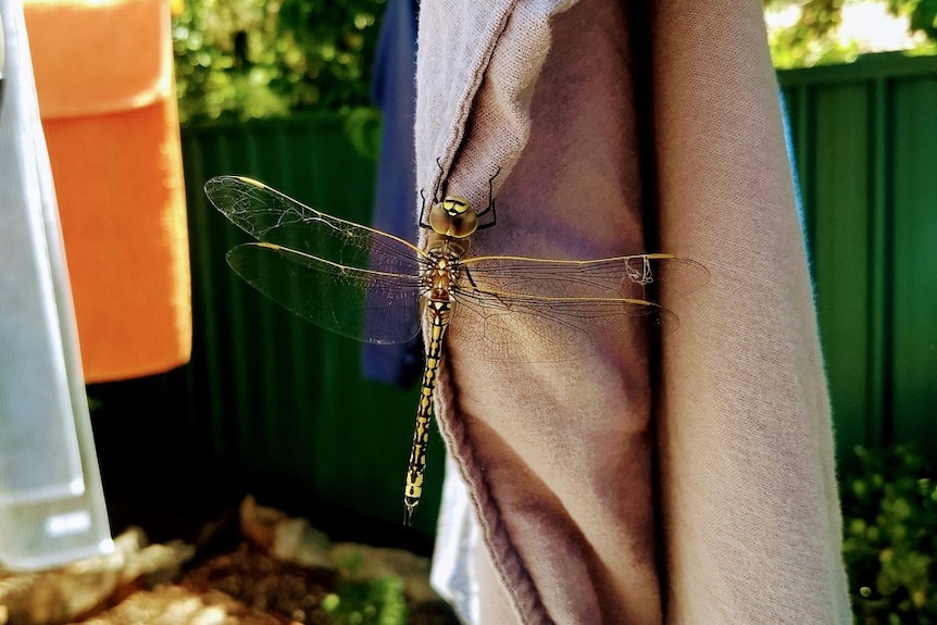A dragonfly rests on a bedsheet in a backyard.