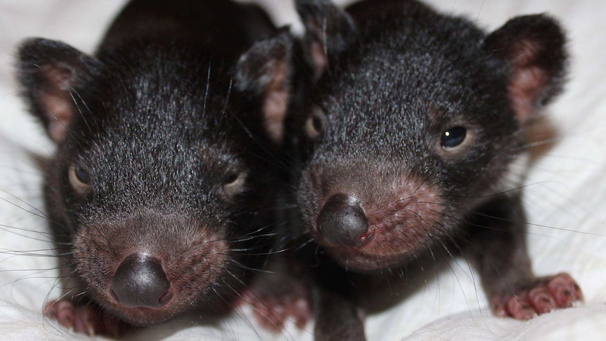 Two tiny Tasmanian Devil joeys