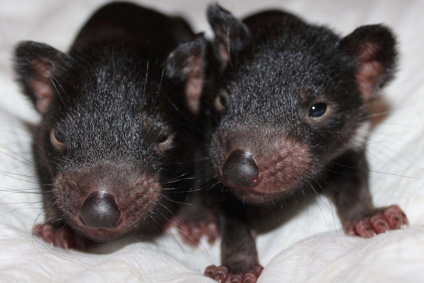 Two tiny Tasmanian Devil joeys