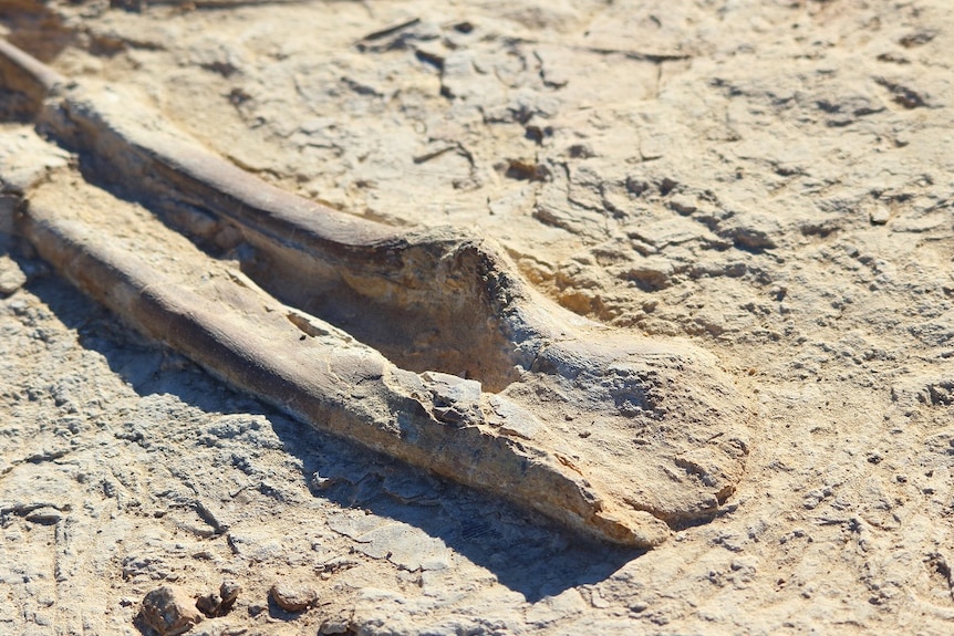 This ichthyosaur jaw bone is 100 million years old, says Dr Patrick Smith.