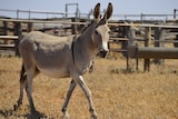 Wild donkey at Packsaddle near Broken Hill