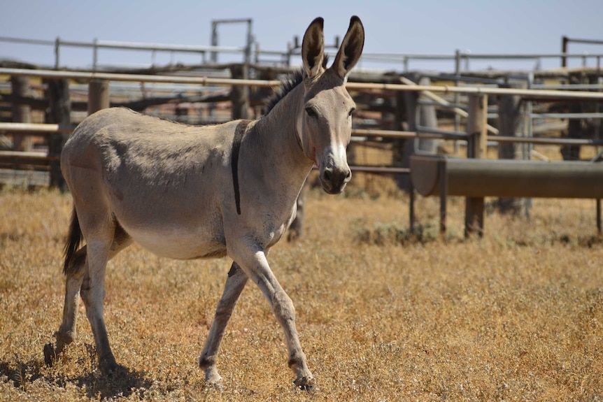 Wild donkey at Packsaddle near Broken Hill