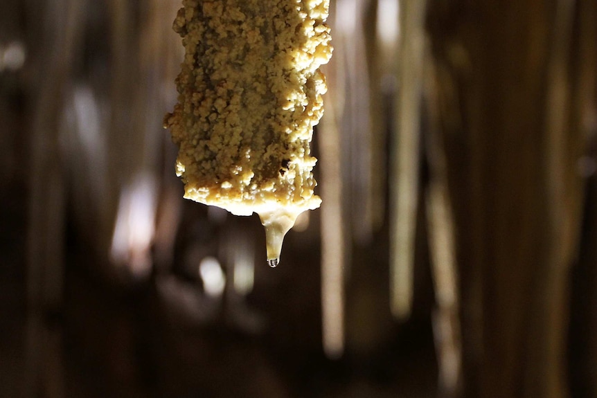 Tantanoola Caves stalactite