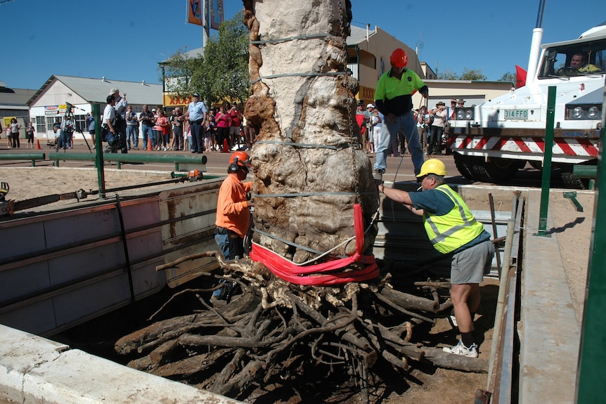 Workmen remove the Tree of Knowledge from the ground in Barcaldine