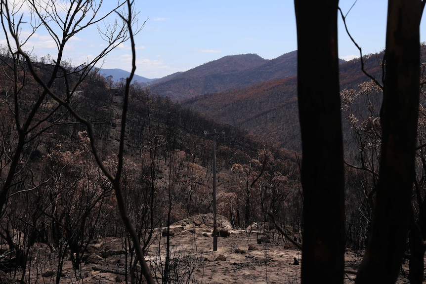 Burned trees and grasses line a valley in the Namadgi National Park.