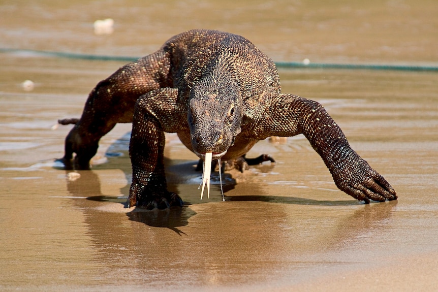 Komodo dragon sticks its tounge out while walking on sand. 