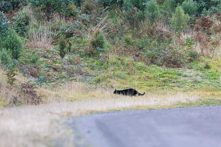 A black, cat-like animal obscured by grass.