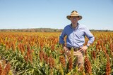 A man in a hat standing with his hands on his hips in a paddock of sorghum.