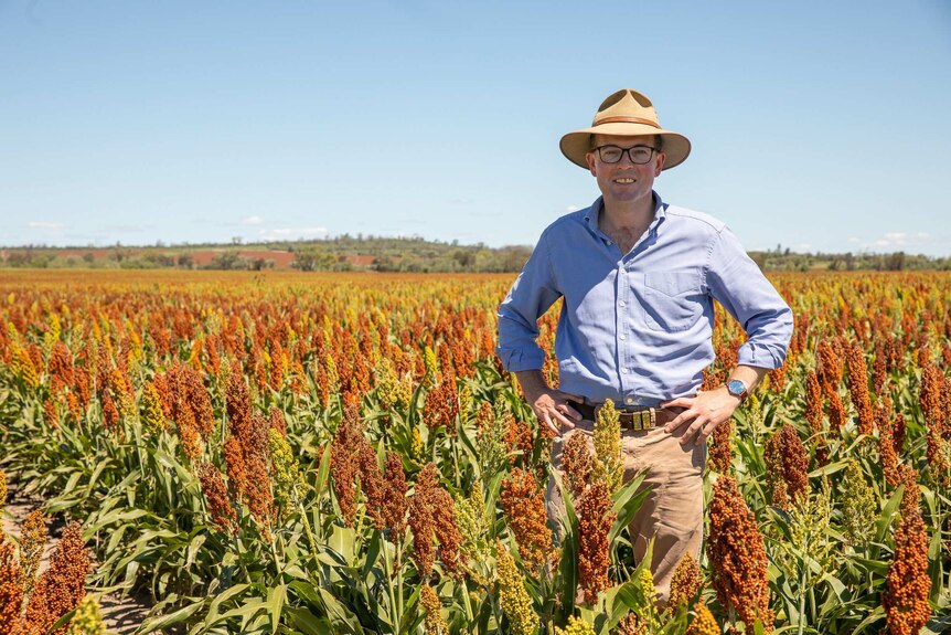 A man in a hat standing with his hands on his hips, in a paddock of sorghum.